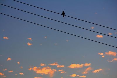 Low angle view of silhouette birds flying against sky