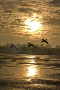 Birds flying over sea during sunset