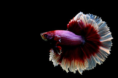 Red lavender butterfly rose tails betta fish, siamese fighting fish in isolated black background