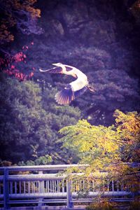 High angle view of seagull flying against the sky