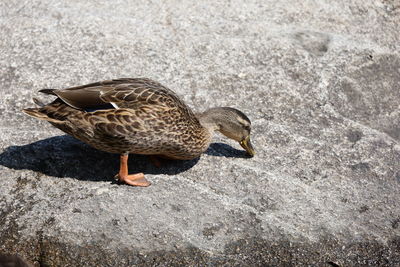 High angle view of duck on rock