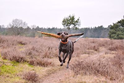 Dog running with branch