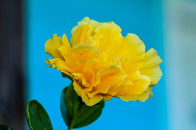 Close-up of yellow flower blooming against sky