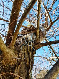 Low angle view of bare tree against clear sky
