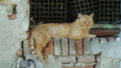 Portrait of a cat lying on wall