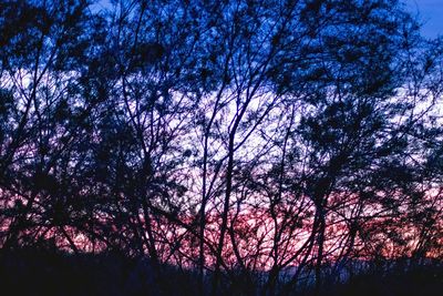 Low angle view of silhouette trees against sky during sunset