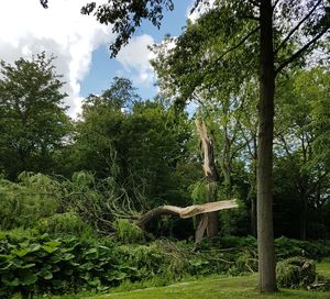 View of trees in forest