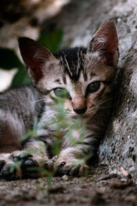 Close-up portrait of a kitten