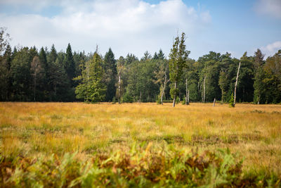 Trees on field against sky