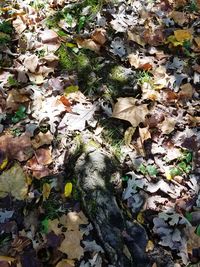 Fallen leaves during autumn