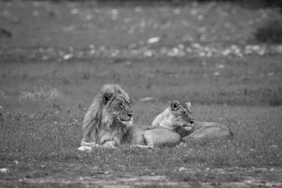 Lion and lioness relaxing on land