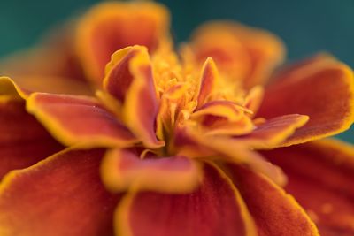 Close-up of flower blooming outdoors