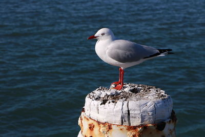 Seagull perching on wooden post