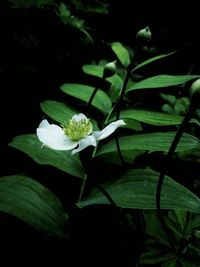 Close-up of white flowers blooming outdoors