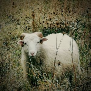 Sheep in a field