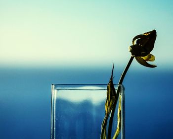 Close-up of potted plant in glass vase against sky