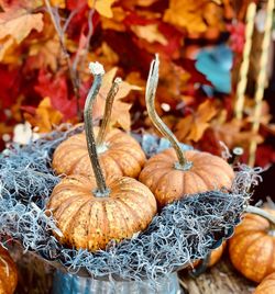 Close-up of pumpkins on dry leaves