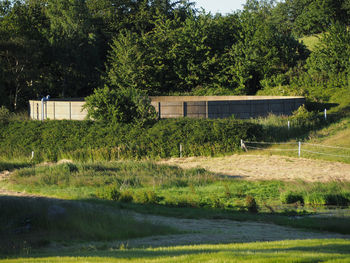 Trees on grassy field
