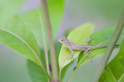 Close-up of a lizard on leaf