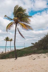 Palm trees on beach against sky