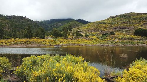 Scenic view of lake by trees against sky