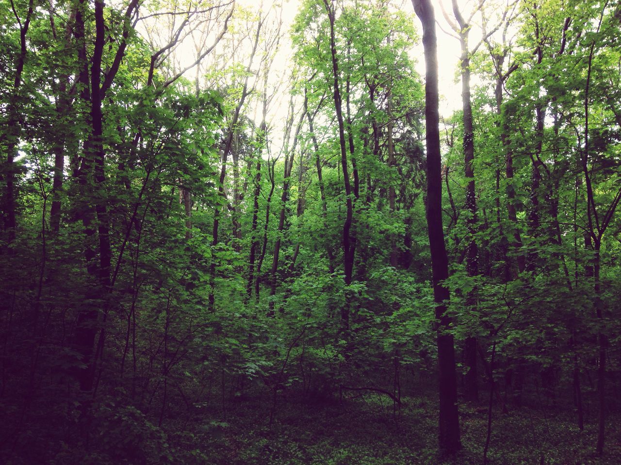 forest, tree, nature, growth, no people, tranquility, day, beauty in nature, outdoors, branch