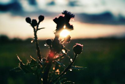 Close-up of plant against sunset