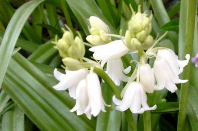 Close-up of white flowers