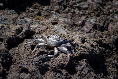 Close-up of a crab