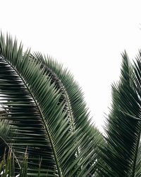 Low angle view of palm tree against clear sky