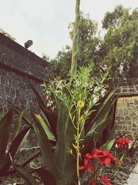 Close-up of plants against sky