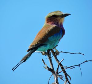 Low angle view of bird perching on tree against clear blue sky