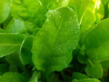 Full frame shot of wet leaves