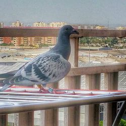 Bird perching on wall