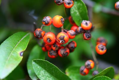 Close-up of berries growing on plant