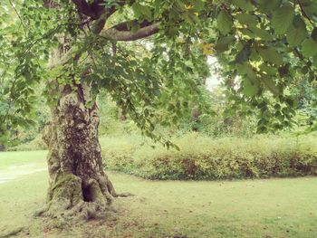 Tree in park