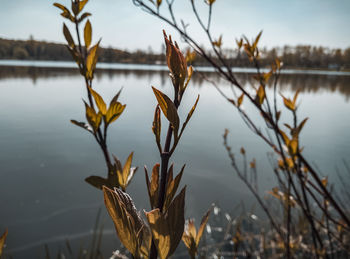 Close-up of plants in lake against sky