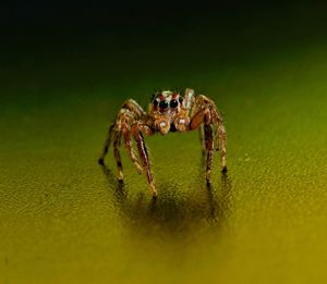 Close-up of spider