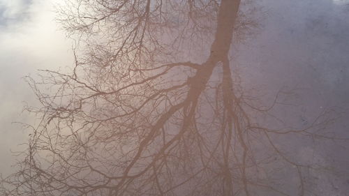 Bare trees against sky