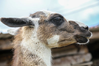 Close-up portrait of giraffe