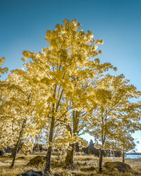 Low angle view of tree against sky during autumn