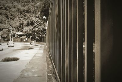 Trees in park