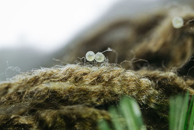 Close-up of snow on plants