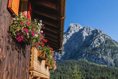 Low angle view of flowering plants by building against sky