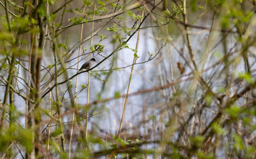 Close-up of bamboo trees in forest