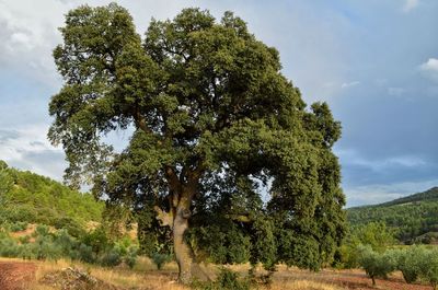 Trees on field against sky