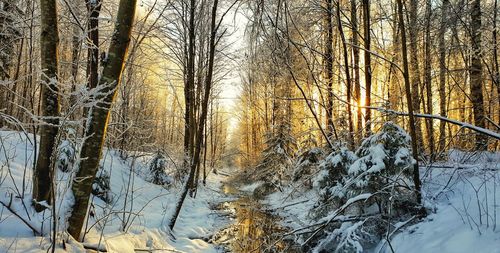 Snow covered trees in forest