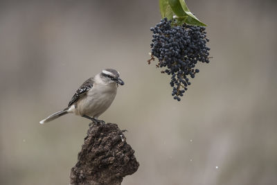 Close-up of bird perching on branch