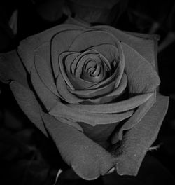 Close-up of rose blooming outdoors