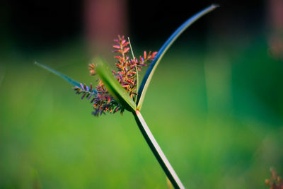 Close-up of red flowering plant